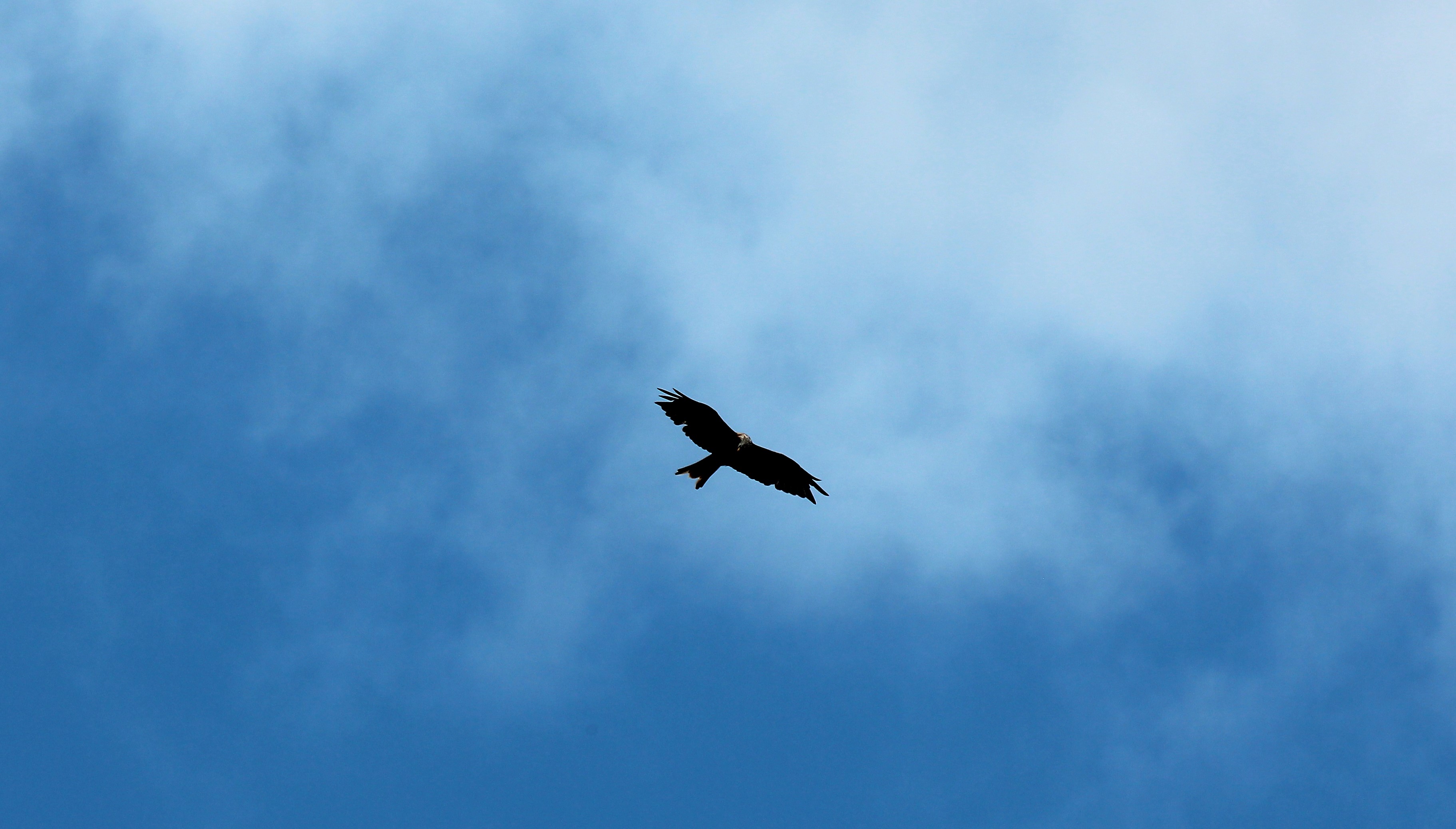 IMG_6733.jpg